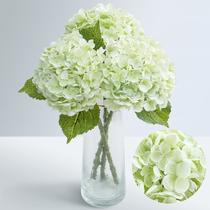 Flores Artificiais de Hortênsia Waipfaru 53 cm Toque Real 3 Unidades Flores Artificiais de Hortênsia Waipfaru 53 cm Toque Real 3 Unidades