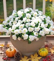 Flores artificiais Ivydale Camellia White 3 pacotes ao ar livre Flores artificiais Ivydale Camellia White 3 pacotes ao ar livre