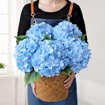 Flores artificiais JINWOE Blue Hydrangea 5 unidades de 50 cm de seda Flores artificiais JINWOE Blue Hydrangea 5 unidades de 50 cm de seda