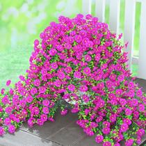 Flores artificiais penduradas Yastouay Morning Glory Fuchsia x4