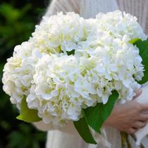 Flores de hortênsia de seda artificial IPLNTS brancas 5 unidades Flores de hortênsia de seda artificial IPLNTS brancas 5 unidades