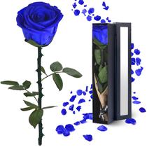 Flores de rosas preservadas YAMPP Blue Rose Presentes para mulheres Flores de rosas preservadas YAMPP Blue Rose Presentes para mulheres
