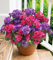 Flores falsas de gerânio artificial HyeFlora 6 pacotes para atividades ao ar livre Flores falsas de gerânio artificial HyeFlora 6 pacotes para atividades ao ar livre