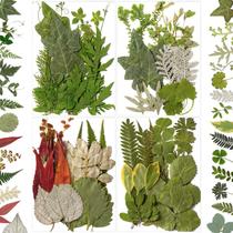 Flores prensadas com folhas secas 84 unidades para moldes de resina e artesanato Flores prensadas com folhas secas 84 unidades para moldes de resina e artesanato