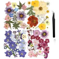 Flores prensadas Nuanchu Dried Flower Crafts com pinça 68 unidades