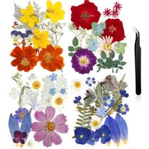 Flores prensadas Nuanchu Dried Flower Crafts com pinça 68 unidades Flores prensadas Nuanchu Dried Flower Crafts com pinça 68 unidades