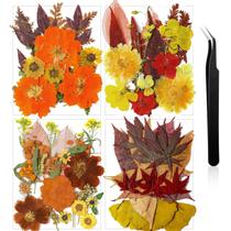 Flores prensadas Nuanchu Dried Flower Crafts com pinça 74 unidades Flores prensadas Nuanchu Dried Flower Crafts com pinça 74 unidades