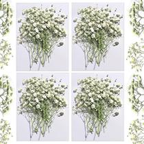 Flores secas CONVELIFE Babys Breath White 48 unidades Flores secas CONVELIFE Babys Breath White 48 unidades
