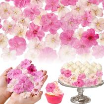 Flores Secas Fangkic Flor de Cerejeira Sakura 80 Unidades Flores Secas Fangkic Flor de Cerejeira Sakura 80 Unidades