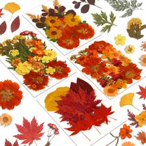 Flores secas prensadas Augshy Fall, 100 unidades para artesanato, faça você mesmo