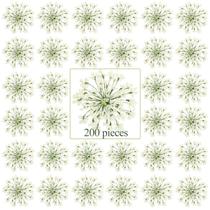 Flores secas prensadas Fabbay Ammi Majus para arte em resina, 200 unidades Flores secas prensadas Fabbay Ammi Majus para arte em resina, 200 unidades