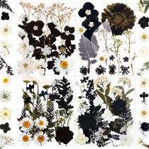 Flores secas prensadas MIKIYA 84 unidades para moldes de resina e artesanato Flores secas prensadas MIKIYA 84 unidades para moldes de resina e artesanato