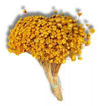 Flores Sempre Viva 1.500 Un. Colorido Decoração Lembrancinha