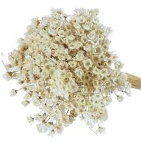 Florzinha Seca Mini Cor Branca 600 Uni - Sempre Viva Variado