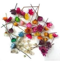 Florzinha Sempre Viva Para Bijuteria I Flores Desidratadas Florzinha Sempre Viva Para Bijuteria I Flores Desidratadas