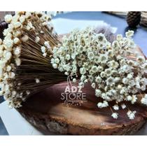 Florzinhas Sempre Viva Natural flores Desidratadas