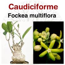 Fockea multiflora - Planta