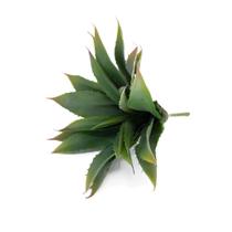 Folha Artificial Agave Com Raiz X21 para Arranjos Verde 25 cm F04 - D'Rossi