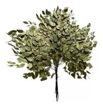 Folha De Avenca Desidratado Arranjo Decoração Painel Vertica