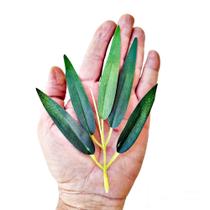Folha De Bambu Mosso Pacote Com 100 Galhos Artificiais
