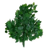 Folha de Ficus Verde 60cm com 12 4911