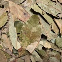 Folha de Graviola Seca 250gr