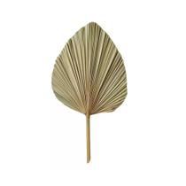 Folha de Latânia Natural Desidratada Palha Unitária Formosinha Folha de Latânia Natural Desidratada Palha Unitária Formosinha