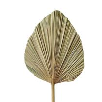 Folha De Latânia Natural Envelhecida - Kit Com 3 Folha De Latânia Natural Envelhecida - Kit Com 3