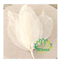 Folha De Magnolia Esqueletizada Folhagem Pingente Natural