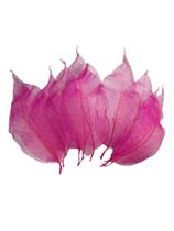 Folha De Magnolia Pink Esqueletizada Folhagem Natural
