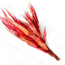 Folha Navalha Capim Navalha Buque Flores Secas - Vermelho