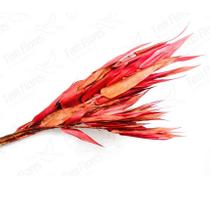 Folha Navalha Capim Navalha Vermelho Buque Flores Secas Folha Navalha Capim Navalha Vermelho Buque Flores Secas