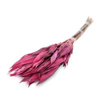 Folha Navalha Pink Desidratado Folha Navalha Pink Desidratado