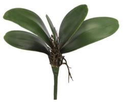 Folha orquidea c/arame Phalaenopsis c/Powder x5 Verde 22cm