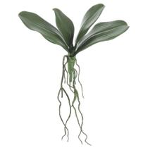 Folha Orquidea Phalaenopsis Verde Com Raíz