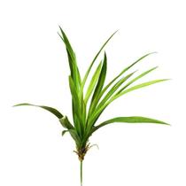 Folhagem Agave Flor Arte X19 Verde 46cm