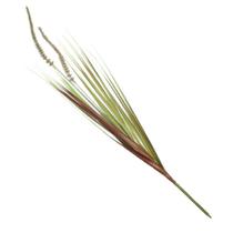 Folhagem Capim Verde Rabo De Raposa Artificial 80cm Folhagem Capim Verde Rabo De Raposa Artificial 80cm