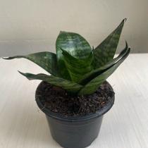 Folhagem mini espada de são jorge