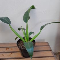 Folhagem pacová (philodendron martianum) Folhagem pacová (philodendron martianum)