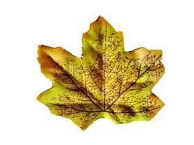Folhas Canadenses Outonadas Maple Plátano - ACVR