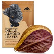 Folhas para aquário MATCHIMAA Amêndoa Indiana 1523 cm 50 g Folhas para aquário MATCHIMAA Amêndoa Indiana 1523 cm 50 g