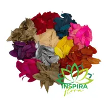 Folhas Quina Secas Natural Desidratadas Decoração Ornamentação Folhas Quina Secas Natural Desidratadas Decoração Ornamentação