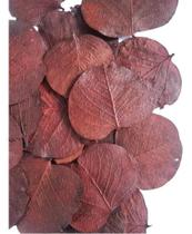 Folhas Secas Desidratadas Marrom Decoração Enfeite