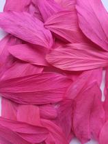 Folhas Secas Desidratadas Rosa Pink Cumprida Decoração