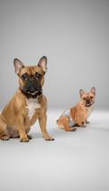 Fralda Higiênica Cachorro Macho P/M 12 Un