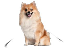 Fralda Móvel Pet Para Cachorros Lavável 10Un P 50X60 Cm