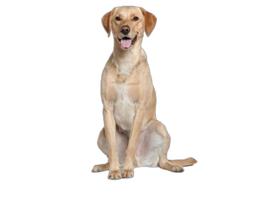 Fralda Móvel Pet Para Cachorros Lavável 3Un M 60X80 Cm