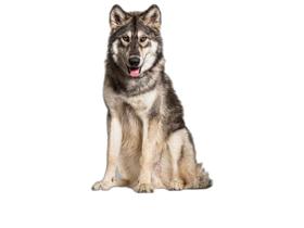 Fralda Móvel Pet Para Cachorros Lavável 4Un G 90X100Cm