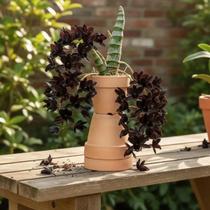 Fredclarkeara After Dark 'Black Pearl' (Catasetum negro) - Orquídea Híbrida