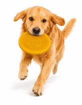 Frisbee Bitcoin Amarelo Ouro Stark Pet Cachorro